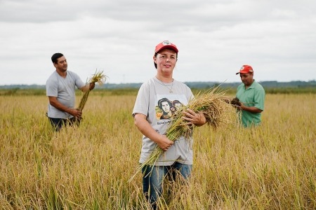 Com plantio recorde, MST será maior produtor de arroz orgânico da América Latina