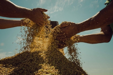Com preço do arroz em alta, MST segue vendendo o produto a preço justo